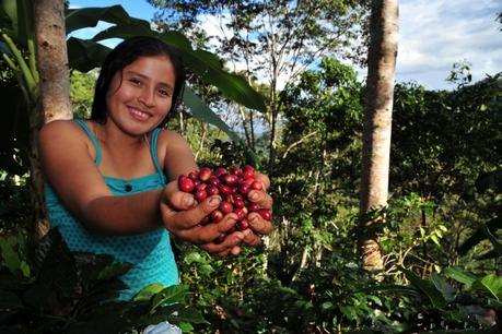 Día del café peruano: UNALM desarrolla mejoras tecnológicas y servicios para productores