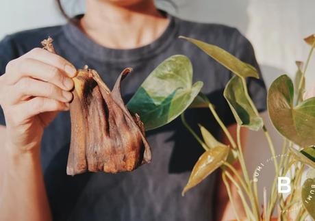 Cómo limpiar las hojas de nuestras plantas