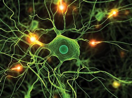 Neurogénesis o la Siembra de Nuevas Opciones Neurogénesis o la Siembra de Nuevas Opciones