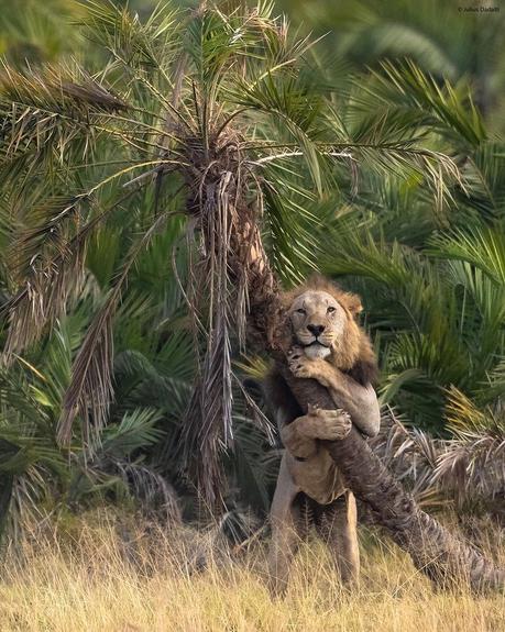 Kenia: Captan el inusual momento en que un león abraza un árbol