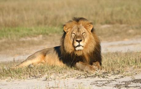 Kenia: Captan el inusual momento en que un león abraza un árbol