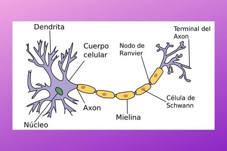 Neurona: qué es y cuáles son sus partes