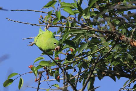 Catita chirirí (Brotogeris chiriri)