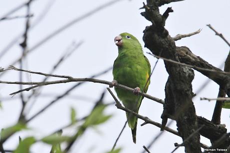 Catita chirirí (Brotogeris chiriri)