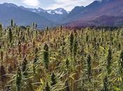 Cáñamo, llave para mundo sostenible