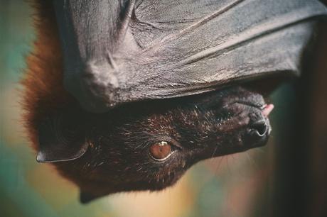 Bats. The secret of youth?