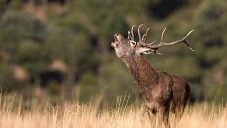 Las mejores berreas de España están en Castilla-La Mancha