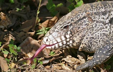 Cerebro reptiliano: ¿tenemos realmente esta estructura ancestral? Cerebro reptiliano: ¿tenemos realmente esta estructura ancestral?