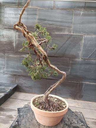 Proyectos nuevos 2021