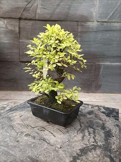 Proyectos nuevos 2021