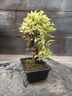 Proyectos nuevos 2021