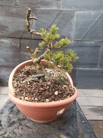 Proyectos nuevos 2021