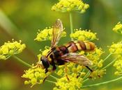 gran mosca