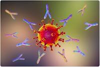 Un anticuerpo llamado S2E12 podría inhibir SARS-CoV-2