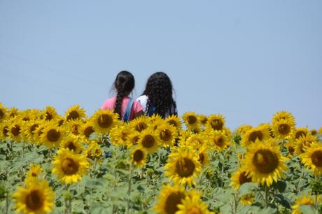 Siempre busca la luz como el girasol