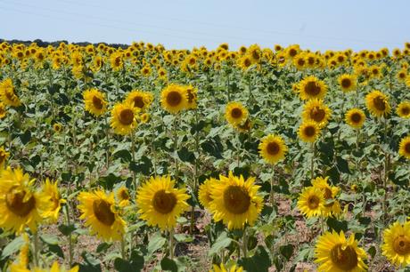 Siempre busca la luz como el girasol