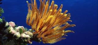¿Conoces a los crinoideos?
