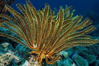 ¿Conoces a los crinoideos?