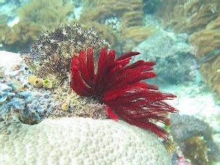 ¿Conoces a los crinoideos?
