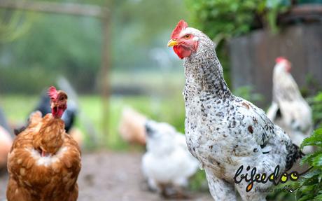 Pienso ecológico, una gran opción para las granjas según Bifeedoo