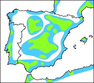 El aguilucho lagunero, migrador parcial