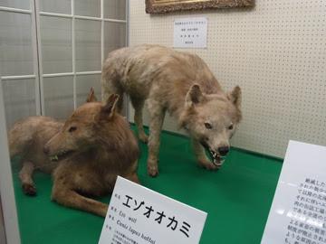 La extinción de los lobos japoneses