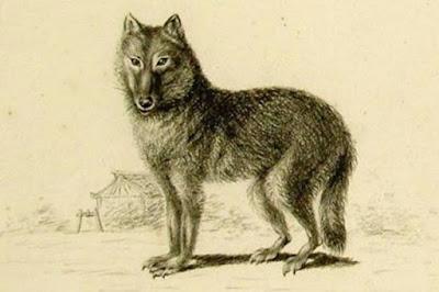 La extinción de los lobos japoneses La extinción de los lobos japoneses