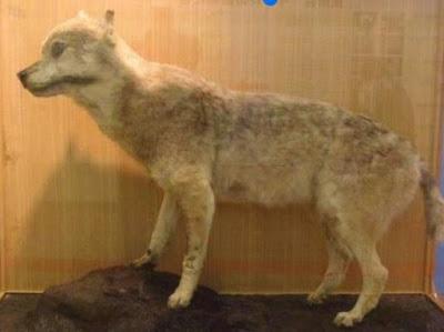 La extinción de los lobos japoneses La extinción de los lobos japoneses