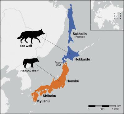 La extinción de los lobos japoneses La extinción de los lobos japoneses