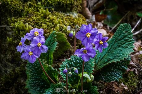 Más flores lilas