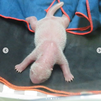 España: Nacieron gemelos de osos panda en el zoológico de Madrid