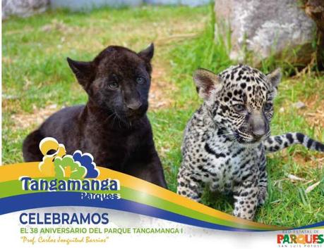 Invitan a poner nombre cachorros de jaguar del Tangamanga I