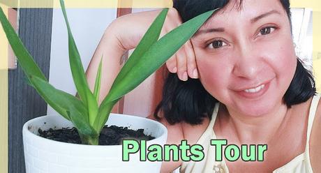 HousePlant Tour + Cuidados de mis plantas