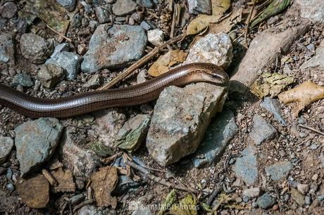Falsas apariencias Falsas apariencias