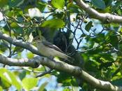 Migrantes numerosos escasos