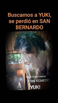 Buscamos a Yuki Buscamos a Yuki