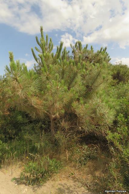 Pino marítimo (Pinus pinaster) Pino marítimo (Pinus pinaster)
