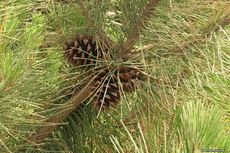 Pino marítimo (Pinus pinaster)