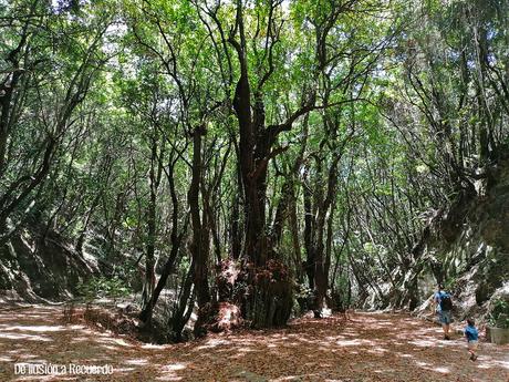 El sendero de los Guardianes Centenarios o el lugar donde habita la magia