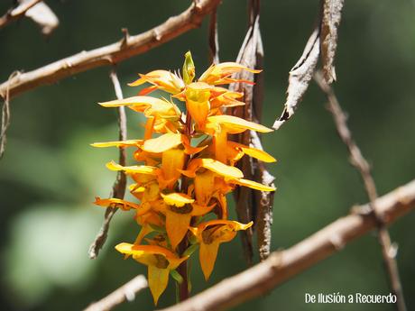 El sendero de los Guardianes Centenarios o el lugar donde habita la magia