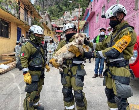 Militar intenta reanimar perro víctima del deslave de Chiquihuite