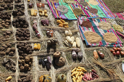 INDÍGENAS EXIGEN POSPONER NEGOCIACIÓN SOBRE PROPIEDAD INTELECTUAL