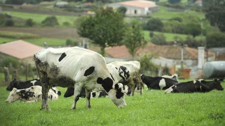 Enseñan a las vacas a ir al WC para frenar el cambio climático