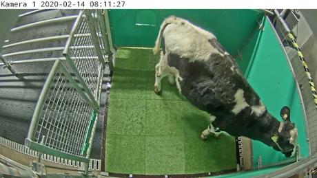 Enseñan a las vacas a ir al WC para frenar el cambio climático