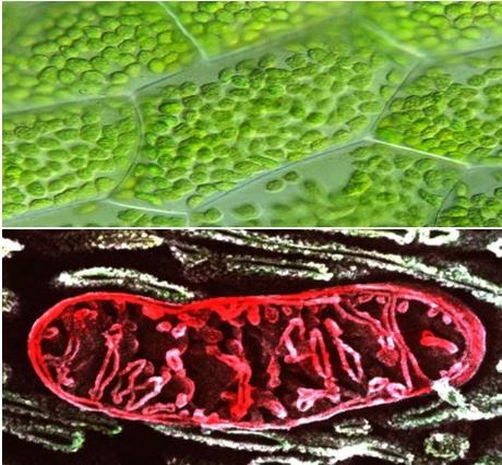 Endosimbiosis: La Estrategia de la Vida para Perpetuarse Endosimbiosis: La Estrategia de la Vida para Perpetuarse