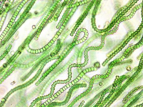 Endosimbiosis: La Estrategia de la Vida para Perpetuarse Endosimbiosis: La Estrategia de la Vida para Perpetuarse