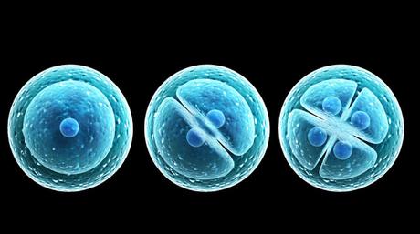 Endosimbiosis: La Estrategia de la Vida para Perpetuarse Endosimbiosis: La Estrategia de la Vida para Perpetuarse