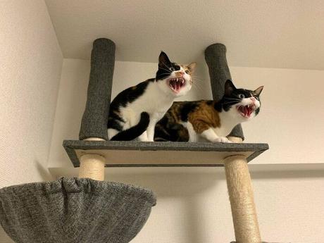 35 Divertidísimas fotos de gatos encontradas en internet (nuevas imágenes) 35 Divertidísimas fotos de gatos encontradas en internet (nuevas imágenes)