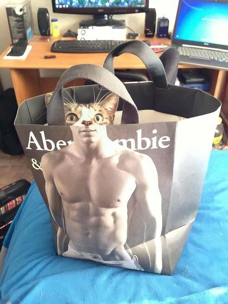 35 Divertidísimas fotos de gatos encontradas en internet (nuevas imágenes)