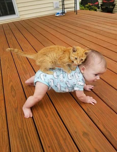 35 Divertidísimas fotos de gatos encontradas en internet (nuevas imágenes)